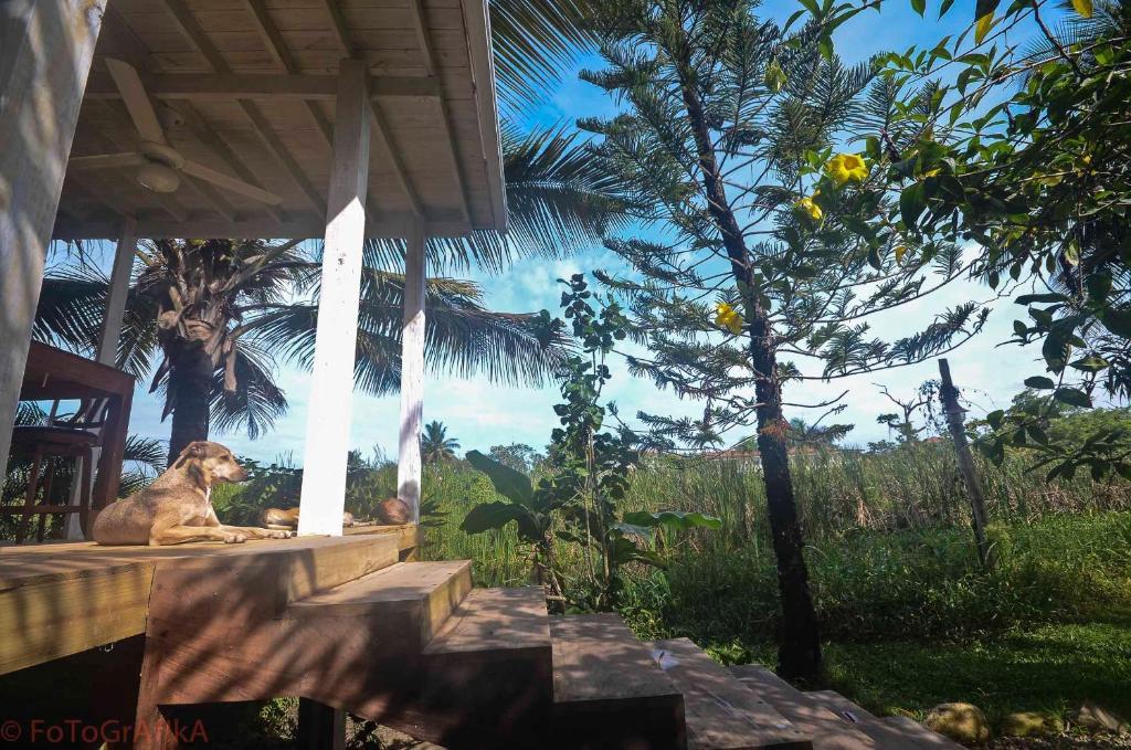 Hotel Cabarete Surf Camp Exterior foto